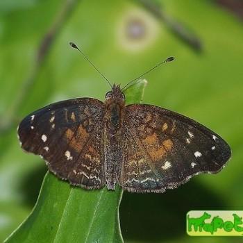 Anthanassa atronia