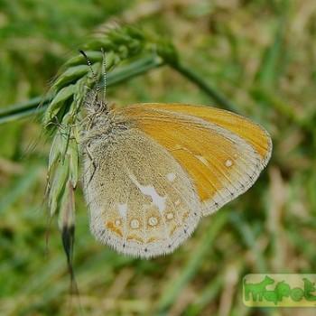 Coenonympha tydeus