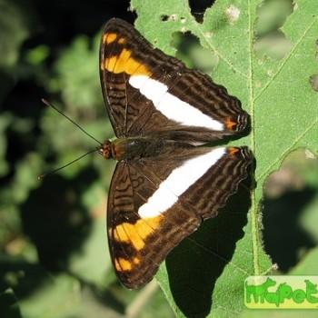 Adelpha phylaca