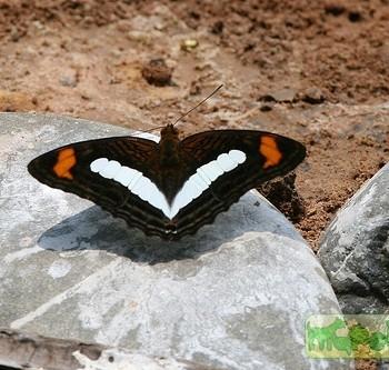 Adelpha iphicleola