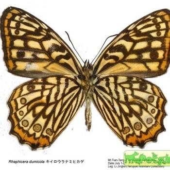 Rhaphicera dumicola