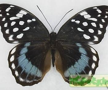 Lexias satrapes