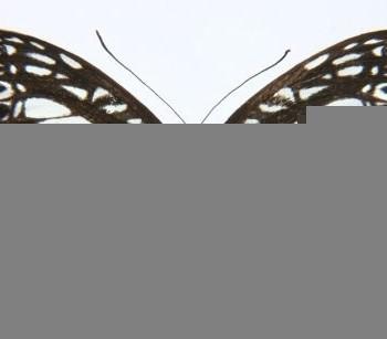 Pseudoneptis bugandensis