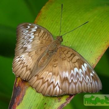 Tanaecia clathrata