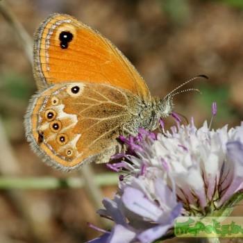 Coenonympha corinna