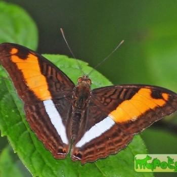 Adelpha boeotia