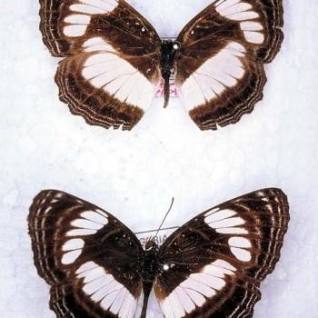 Neptis puella