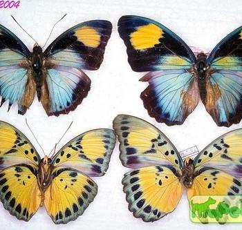 Euphaedra nigrocilia