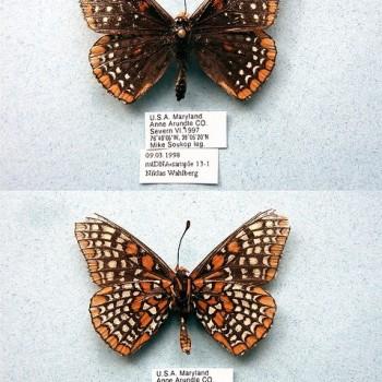 Euphydryas phaeton