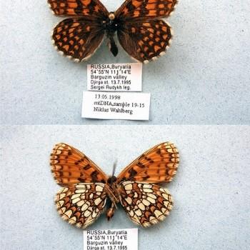 Melitaea centralasiae