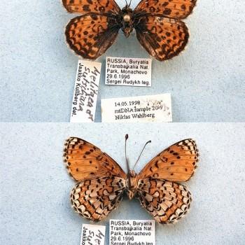 Melitaea sutschana