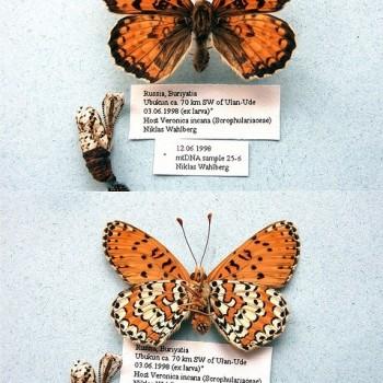 Melitaea latonigena