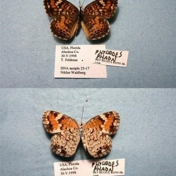 Phyciodes phaon