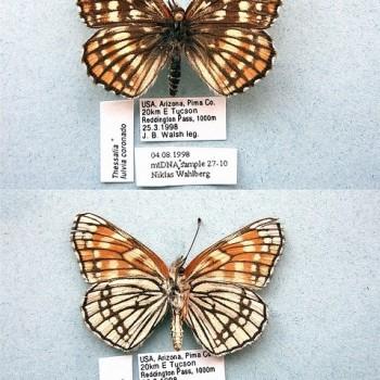 Chlosyne fulvia
