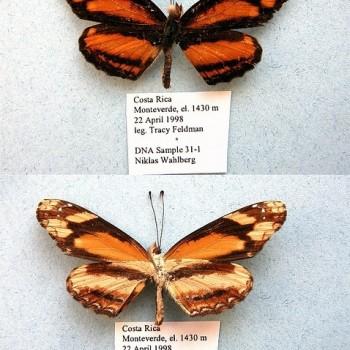 Castilia eranites