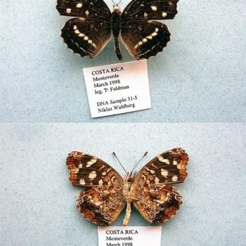 Anthanassa ardys