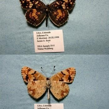 Phyciodes pulchella