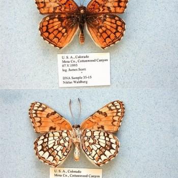 Chlosyne acastus