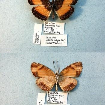 Telenassa teletusa