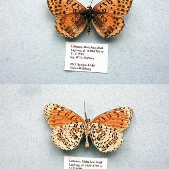 Melitaea persea