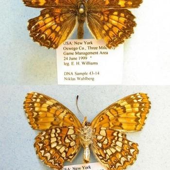 Chlosyne harrisii