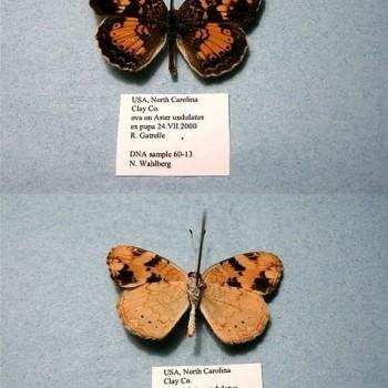 Phyciodes batesii