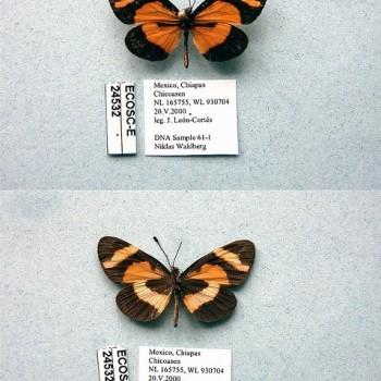 Microtia elva