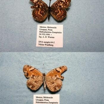 Phyciodes pallescens