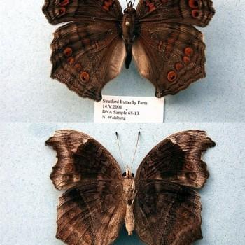 Junonia natalica
