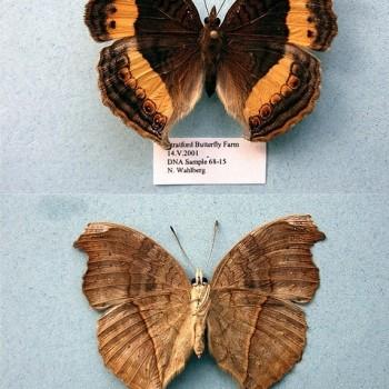 Junonia terea