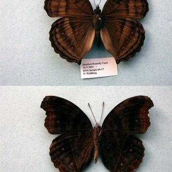 Junonia iphita
