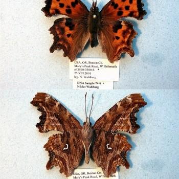 Nymphalis satyrus