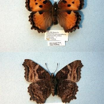 Nymphalis californica