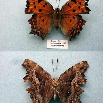 Polygonia egea
