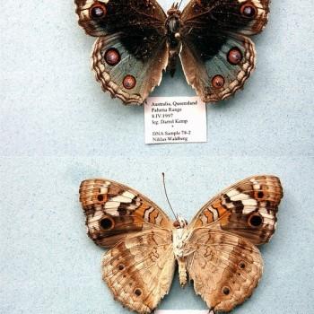 Junonia orithya