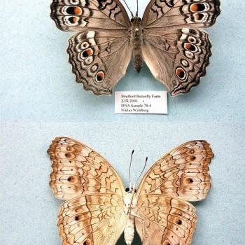 Junonia atlites