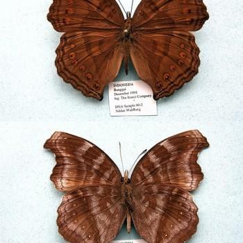 Junonia intermedia