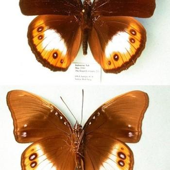 Hypolimnas deois
