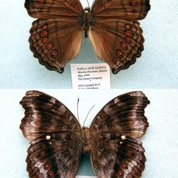 Junonia hedonia
