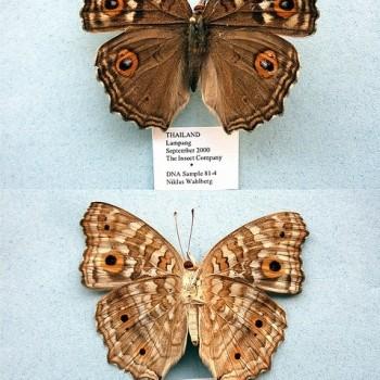 Junonia lemonias