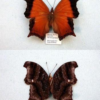 Rhinopalpa polynice