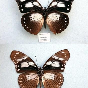 Hypolimnas anthedon