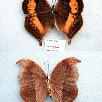 Precis sinuata
