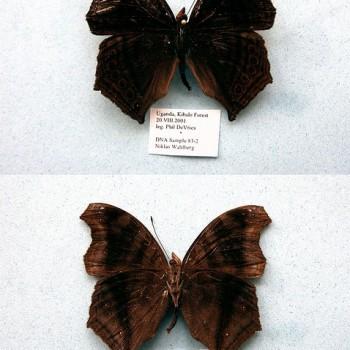 Junonia gregorii
