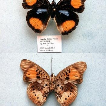 Junonia westermanni
