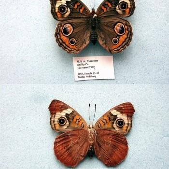 Junonia coenia