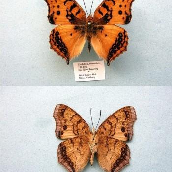 Catacroptera cloanthe