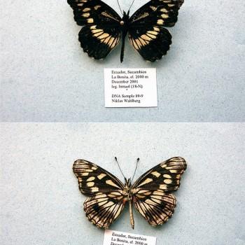 Gnathotriche exclamationis