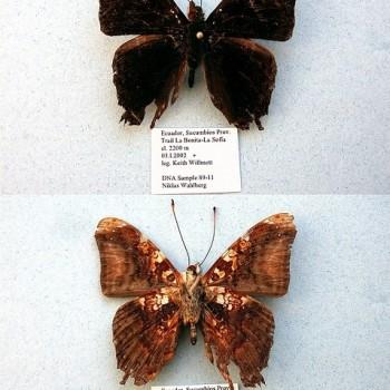 Hypanartia charon