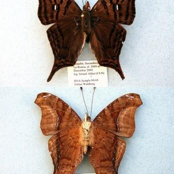 Hypanartia dione